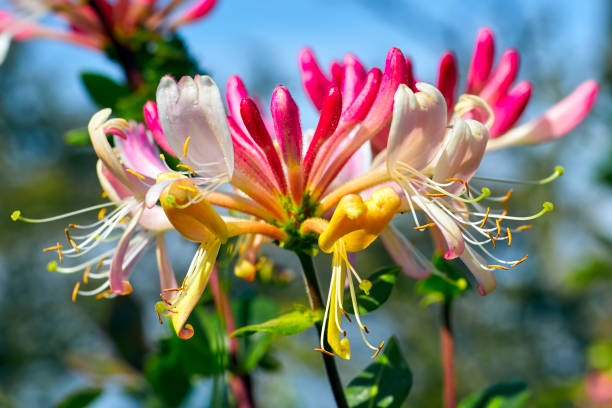 Honysuckle (Lonicera periclymenum) stock photo