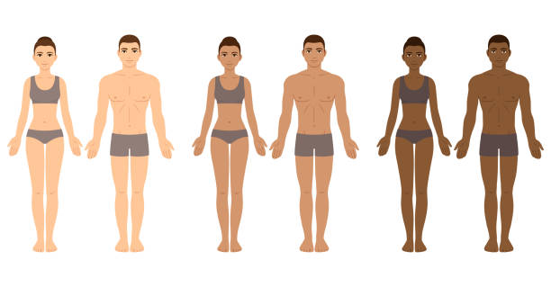 Men and women with diverse skin tones Set of diverse skin tone men and women body templates. People in underwear with different complexions. Ethnicity vector clip art for medical infographics and fashion illustration. skin tone chart stock illustrations