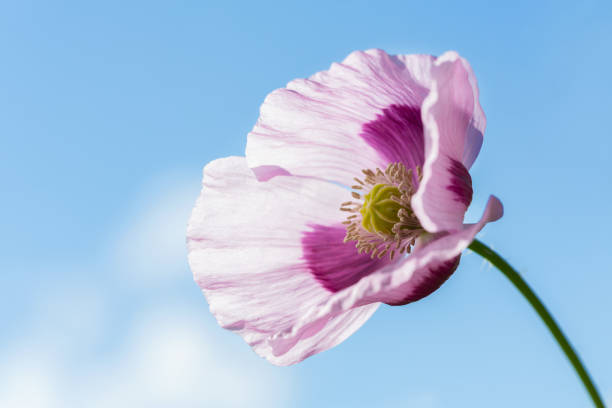 close up of poppy flower over blue sky