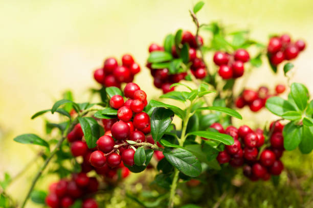 bush of ripe cowberry in a forest bush of wild ripe cowberry in a forest lingonberry stock pictures, royalty-free photos & images