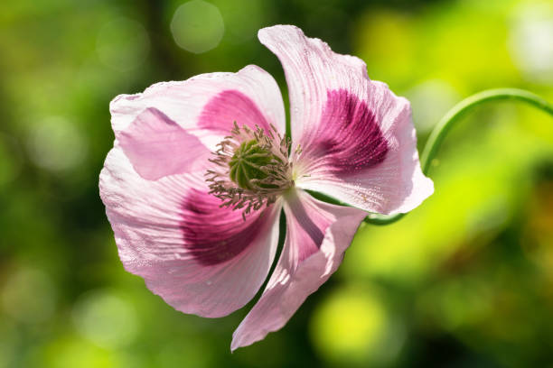istock poppy flower on green background 1167415482