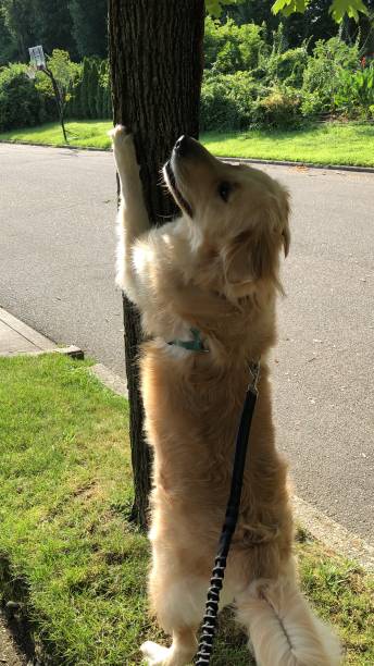 istock Golden trying to reach squirrel 7 1167415724