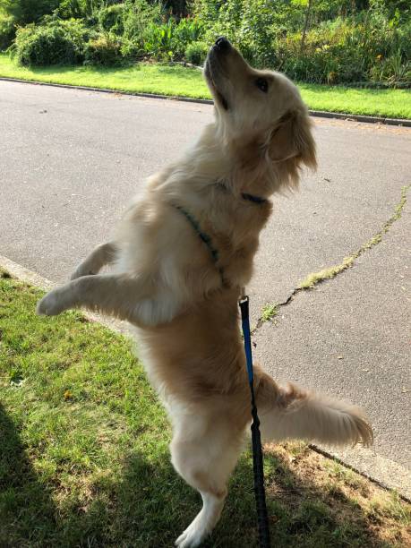 istock Golden trying to reach squirrel 6 1167416253