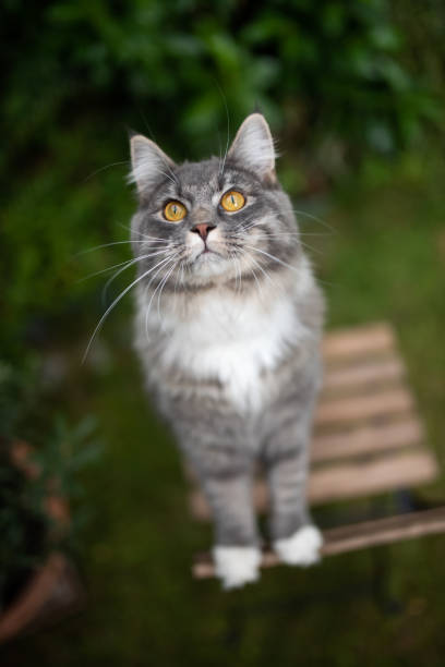 istock cat outdoors 1167416261