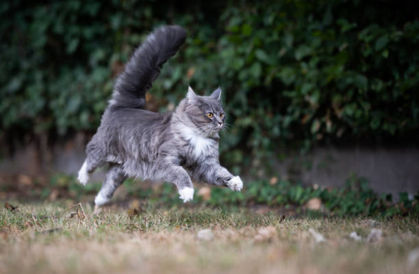 istock cat outdoors 1167416268