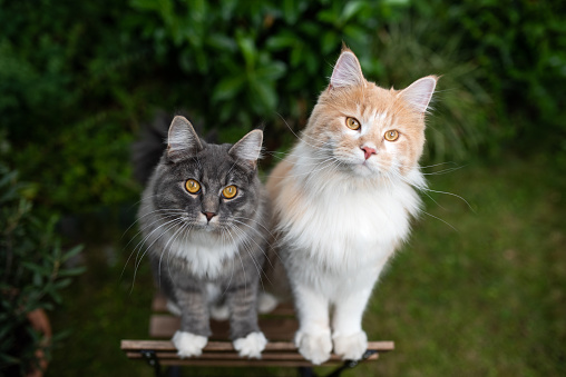 two young curious maine coon cats standing on wooden garden chair moving up begging looking at camera outdoors in the back yard