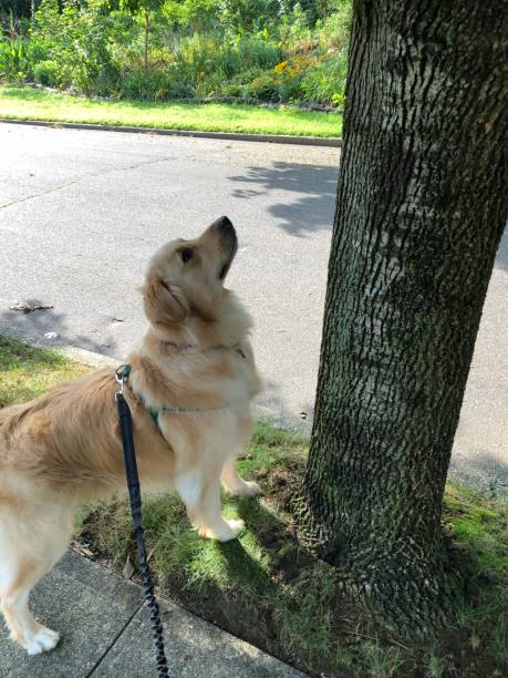 istock Golden trying to reach squirrel 2 1167416298