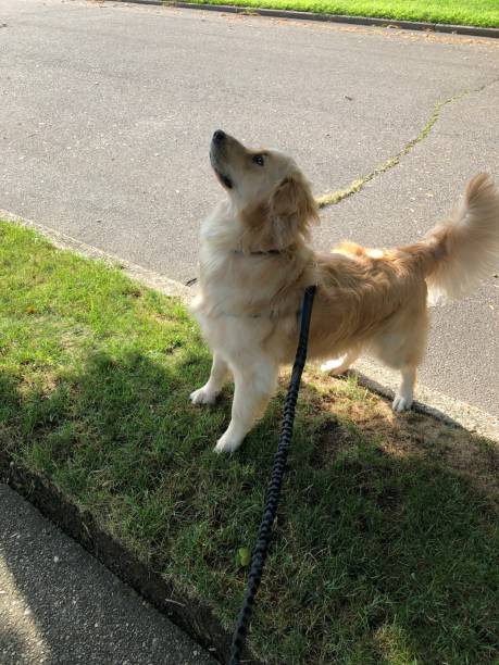 istock Golden trying to reach squirrel 12 1167416306