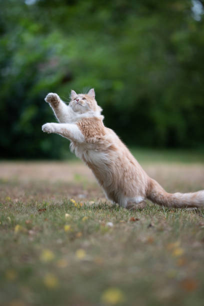 istock cat outdoors 1167416327