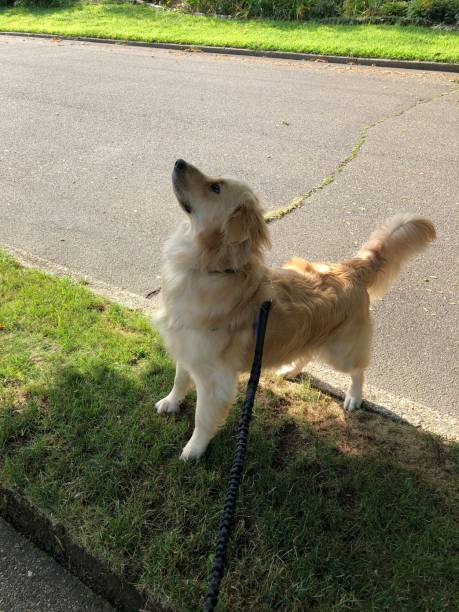 istock Golden trying to reach squirrel 14 1167416351