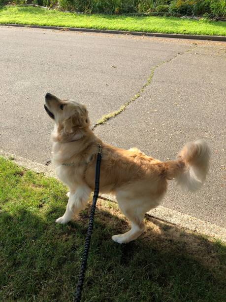 istock Golden trying to reach squirrel 9 1167416376