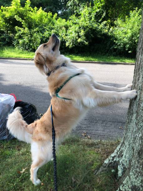 istock Golden trying to reach squirrel 5 1167416471