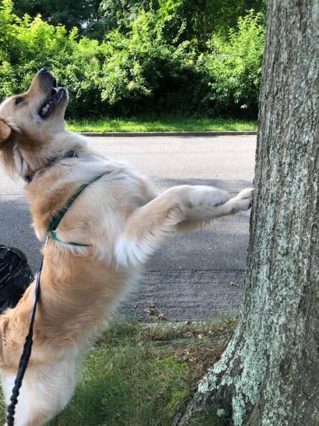 istock Golden trying to reach squirrel 4 1167416477