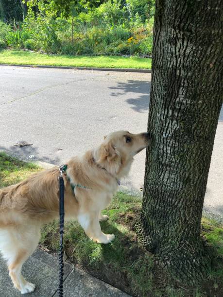 istock Golden trying to reach squirrel 11 1167416512