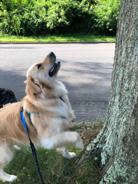 istock Golden trying to reach squirrel 3 1167416515