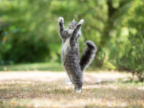 istock cat outdoors 1167416526