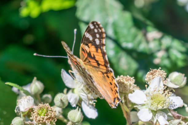 istock colorful butterfly perched on bush 1167417757