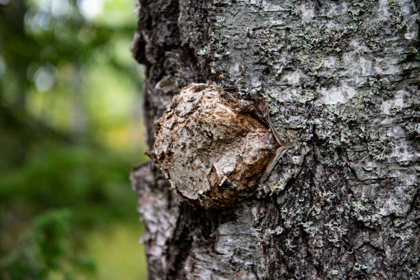 istock Fake chaga mushroom 1167418393