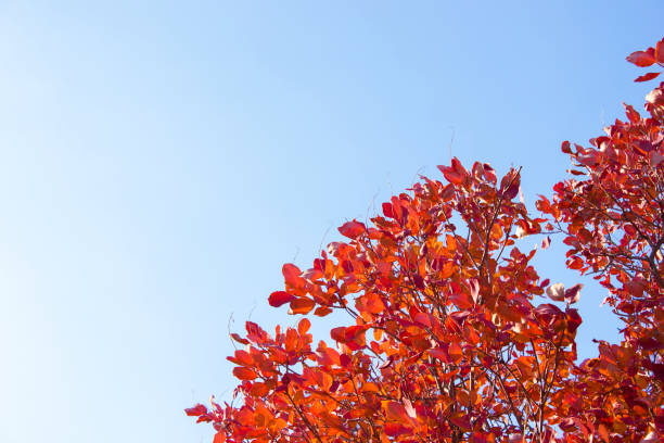 istock Branches with leaves on a background of blue sky, minimalism 1167418467