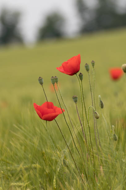 istock red poppy on a grassland 1167418539
