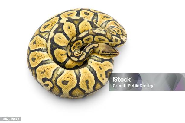 Royal Python Outlines The Royal Python Isolated On White Background Stock Photo - Download ...