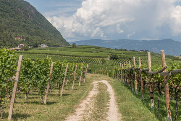 istock Vineyards around Kaltern in South Tyrol 1167419630
