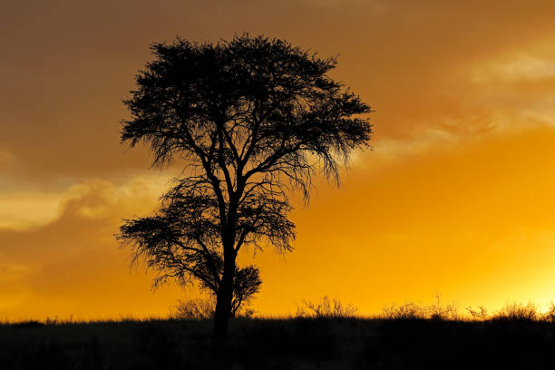 istock Sunset with silhouetted African thorn tree and clouds, Kalahari desert 1167419714