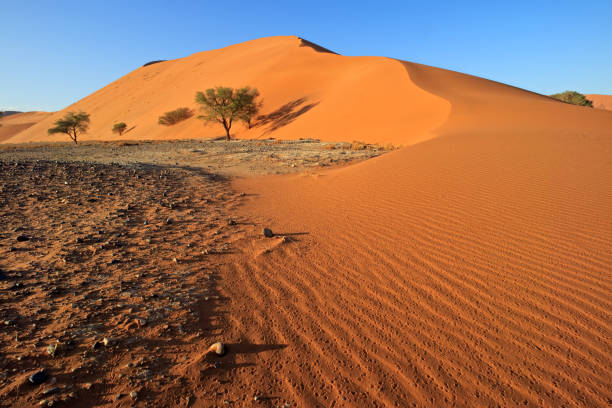 istock Red sand dune with thorn trees, Sossusvlei, Namib desert, Namibia 1167419812