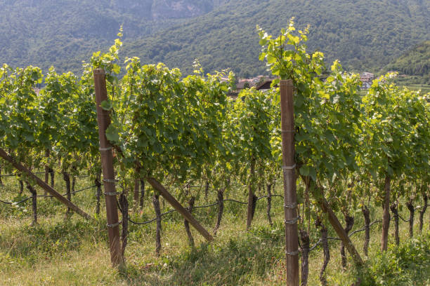 istock Vineyards around Kaltern in South Tyrol 1167419874