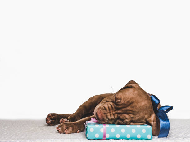 istock Young, charming puppy and festive box 1167419965