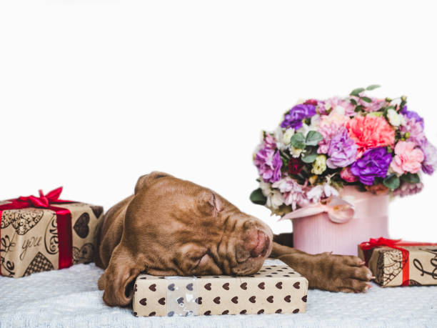 istock Sweet puppy, festive box and bright bouquet 1167420003