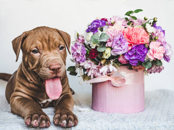 istock Yg, charming puppy and bright bouquet. Closeup 1167420052