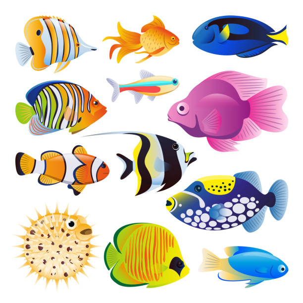 Sea fishes vector flat cartoon illustration. Tropical ocean reef or home aquarium exotic fishes set Sea fishes vector flat cartoon illustration. Tropical ocean reef or home aquarium exotic fishes set, isolated on white background. Marine life design elements collection. tropical fish stock illustrations