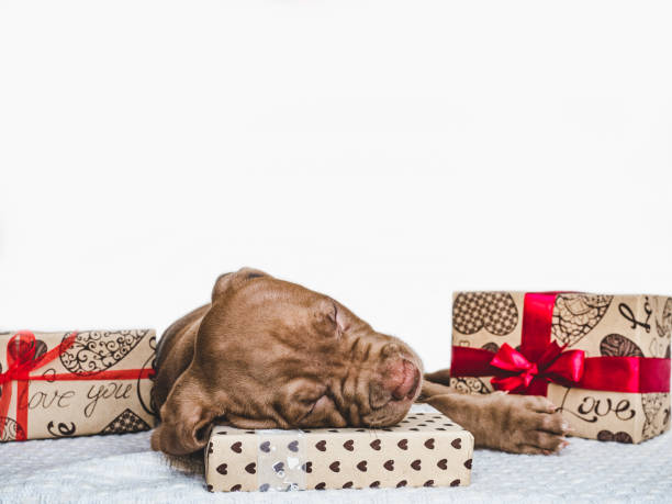 istock Young, charming puppy and a festive box 1167420140