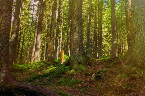 istock Forest mountain trail passes through a spruce forest, twined with tree roots. Designation of a tourist route. Beautiful summer landscape 1167420772