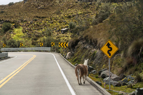 alpaca in strada nella natura - beauty in nature road two lane highway land foto e immagini stock