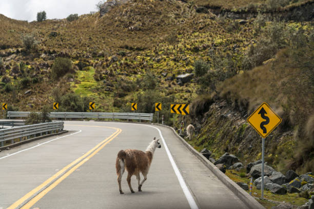 alpaca in strada nella natura - beauty in nature road two lane highway land foto e immagini stock