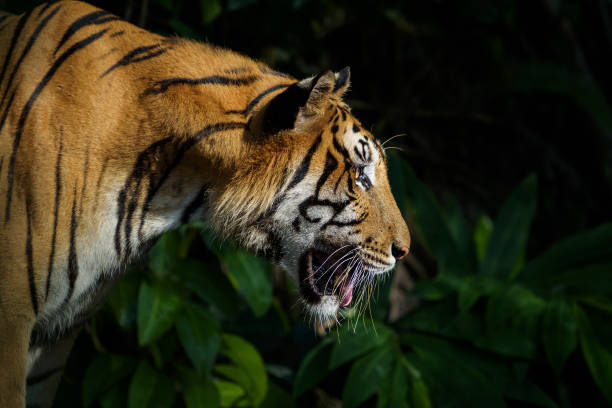 istock Photos of tiger naturally. 1167422449