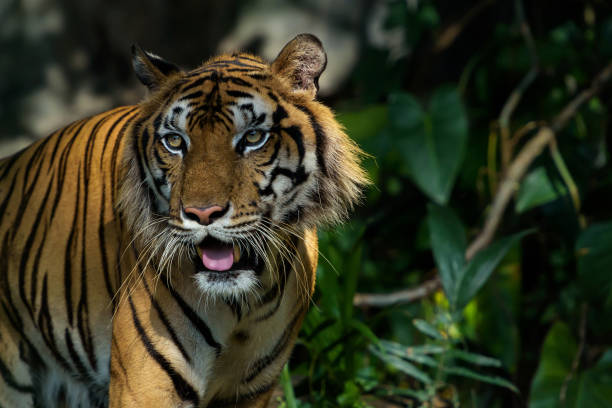 istock Photos of tiger naturally. 1167422477