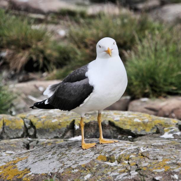 istock A picture of a Great Black Backed Gull 1167422555