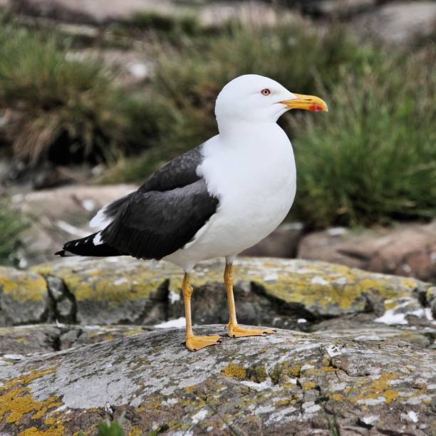 istock A picture of a Great Black Backed Gull 1167422595