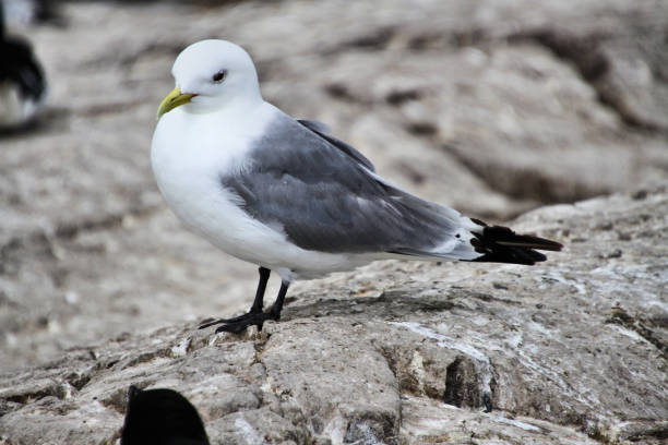 A picture of a Kittiwake on Farne Islands A picture of a Kittiwake on Farne Islands fulmar stock pictures, royalty-free photos & images