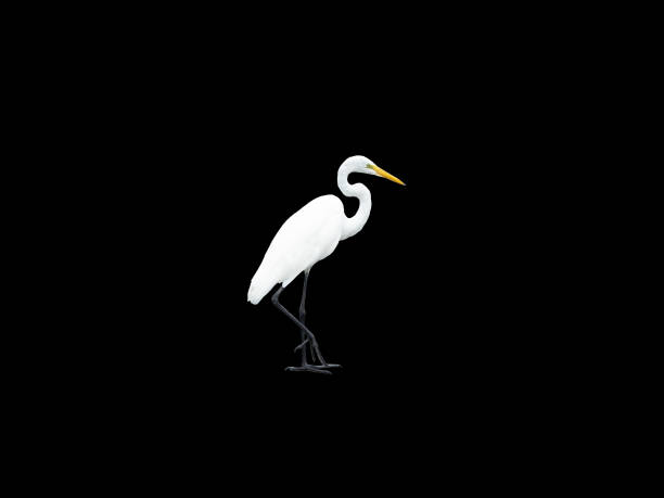 adulto egret innevato tagliato su uno sfondo nero - wading snowy egret egret bird foto e immagini stock