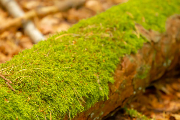 istock Walk in the forest in Rheinland-Palatinate, Germany 1167424272