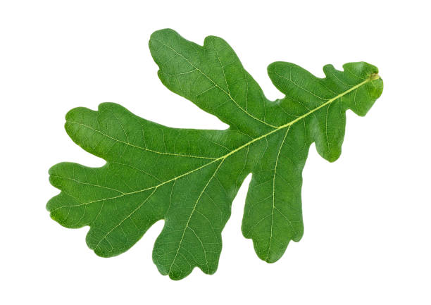 istock Green oak leaf isolated on a white background 1167425387