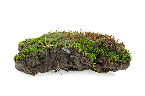 istock Green moss isolated on white background 1167425426