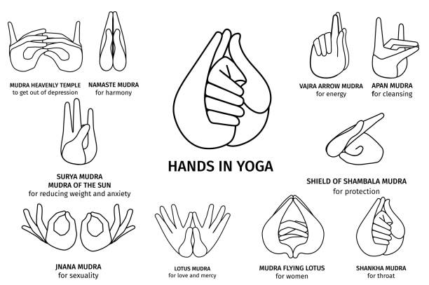 Vector Illustration of various gestures of hands contours in meditation, on a white background. Hand drawn drawn set of different wise for banner design. Hands in yoga, gestures for energy Vector Illustration of various gestures of hands contours in meditation, on a white background. Hand drawn drawn set of different wise for banner design. Hands in yoga, gestures for health and energy mudra stock illustrations