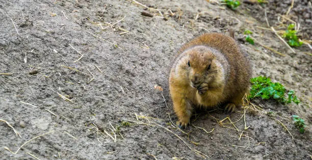 Photo of black tailed prairie dog eating hay, adorable closeup portrait, tropical rodent specie from America