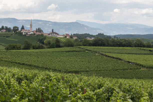 istock Vineyards around Kaltern in South Tyrol 1167425819