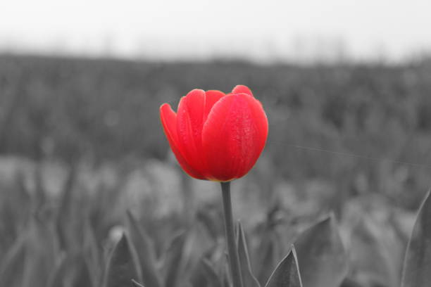 istock a red tulip closeup and a black and white background 1167426402